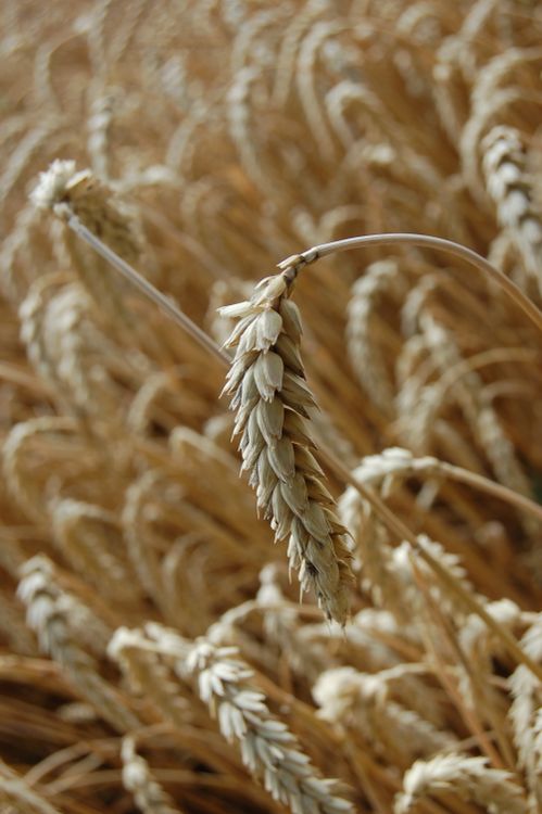 Close-up View of Grain Ear on Field · Free Stock Photo