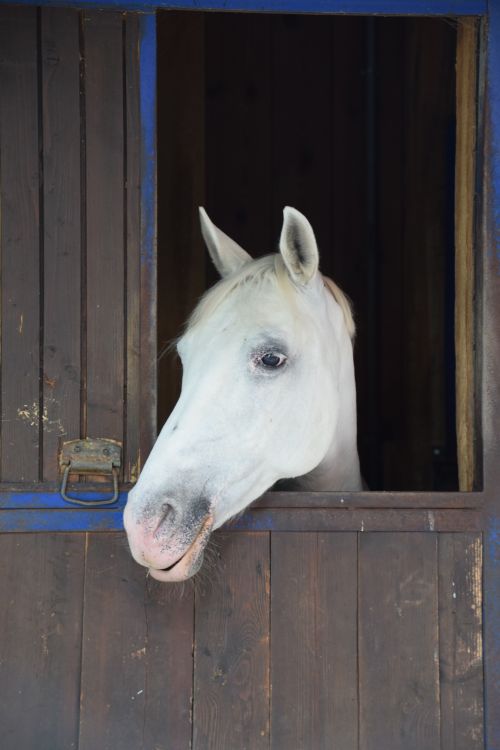 Free Elegant white horse looking out from a wooden barn in Zagorje ob Savi, Slovenia. Stock Photo