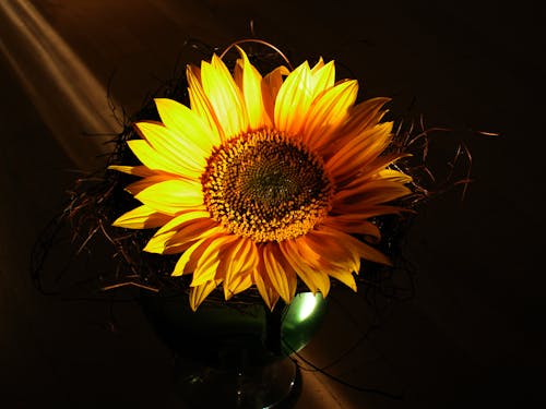 Imagine de stoc gratuită din floarea-soarelui