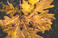 Yellow oak leaves
