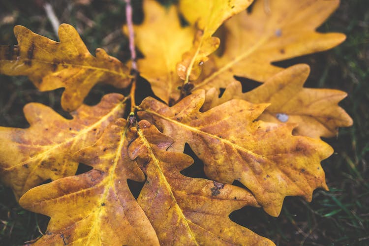 Yellow Oak Leaves