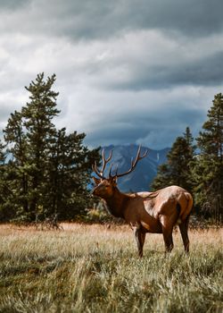 A beautiful elk with antlers stands in a mountainous landscape, surrounded by trees and nature.