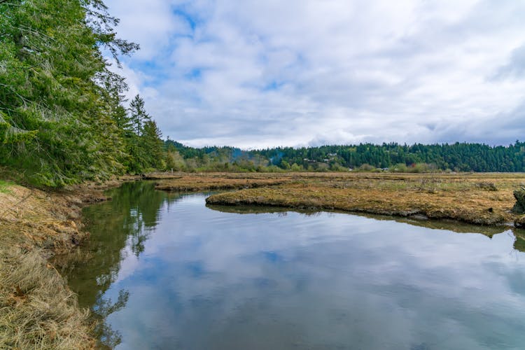 Backwater At Edge Of Forest