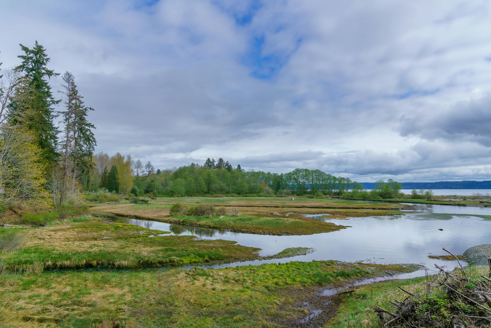 Tranquil view of a lush wetland with marshes and trees under a cloudy spring sky.