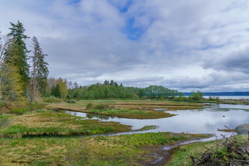 Free Tranquil view of a lush wetland with marshes and trees under a cloudy spring sky. Stock Photo