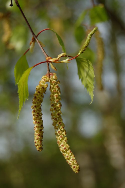 Free stock photo of buds, tree