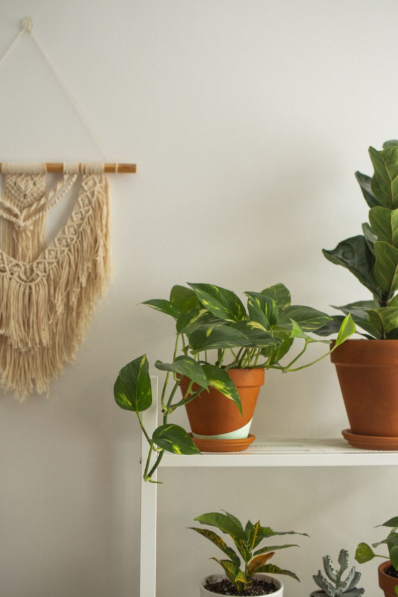 Calm workspace with plants