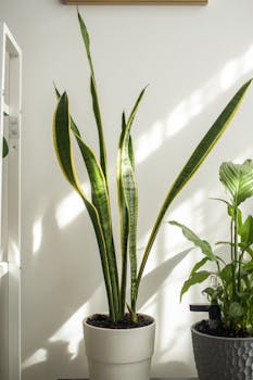 Snake plant with wavy foliage near potted plant against wall with shadows in house on sunny day