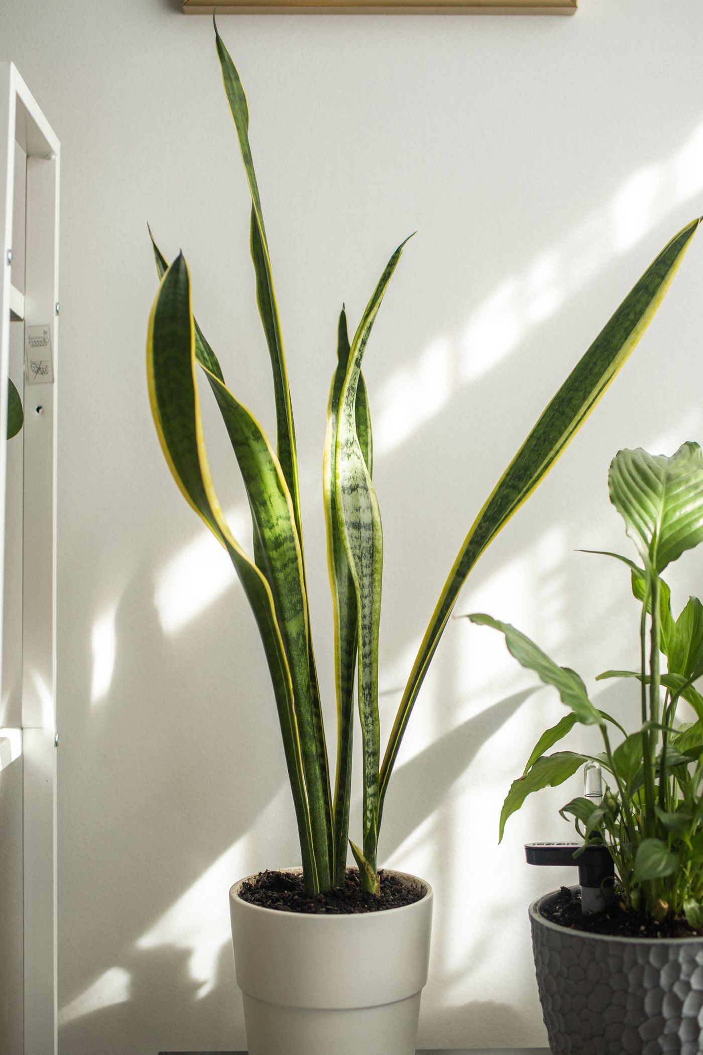 Meilleure application pour plantes d'intérieur en 2026
