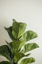 Ficus lyrata with lush green leaves in house