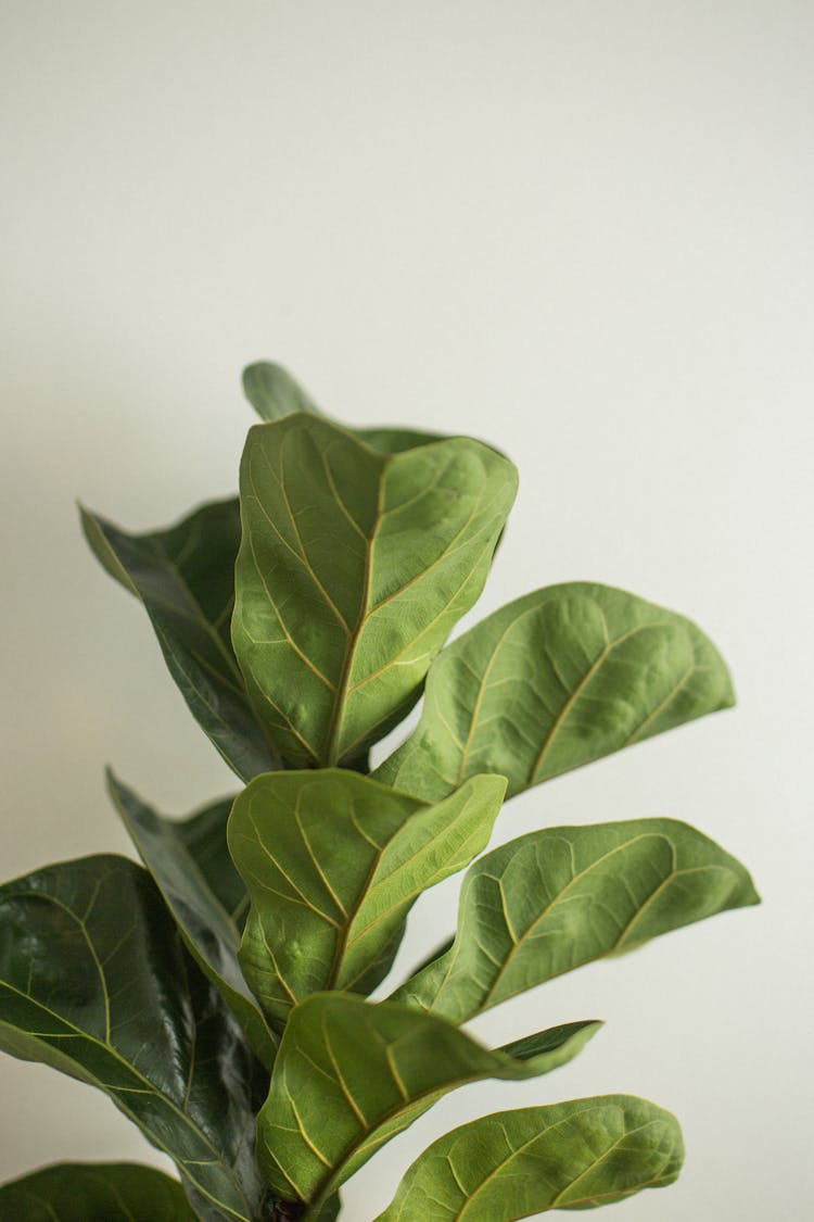 Ficus Lyrata With Lush Green Leaves In House