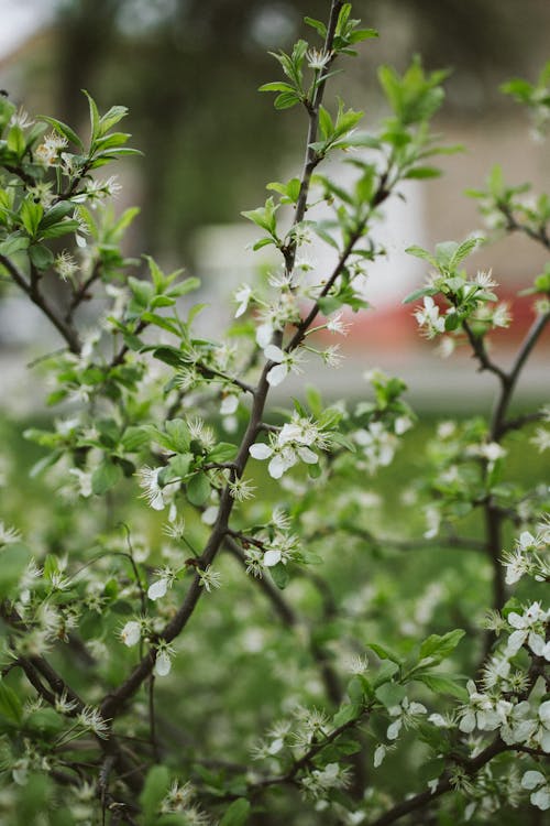 Scenery view of blossoming bush branch with white flowers and green leaves in daylight