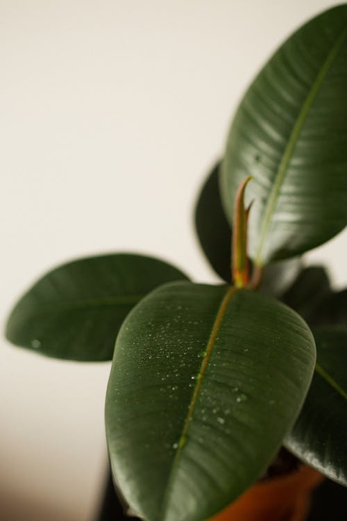 Free Closeup of rubber bush with green leaves with veins and tiny water drips on ribbed surface in house Stock Photo