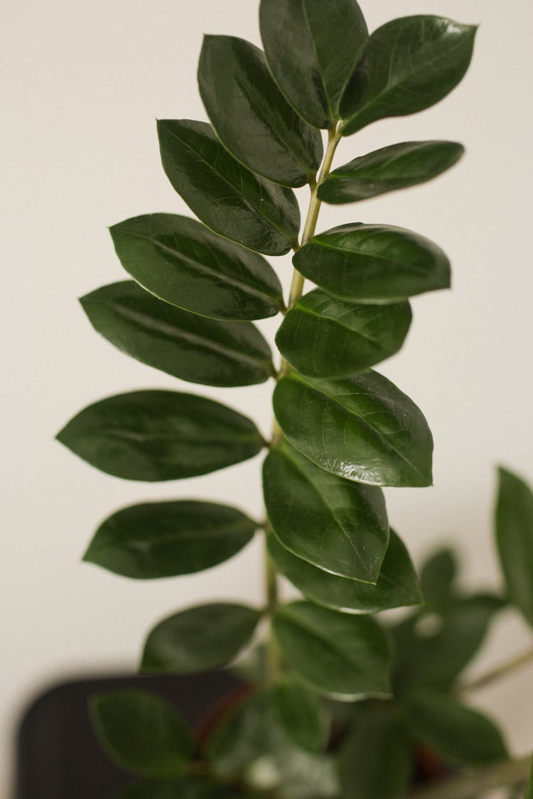 Eternity Plant With Green Leaves At Home