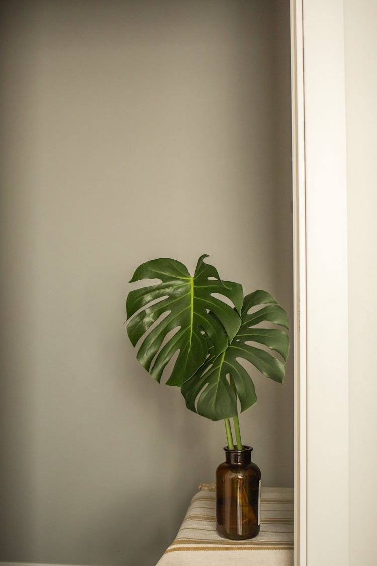 Monstera With Large Leaves In Vase On Shelf At Home