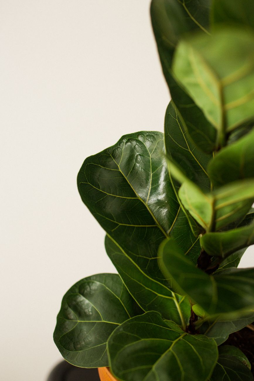 Closeup of fiddle leaf fig with green foliage with veins and rounded edges in house on white background