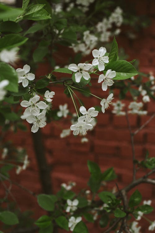 Blooming Prunus shrub with white flowers in garden