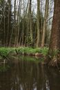 Scenic view of marsh against grass with high trees growing in woods in daylight