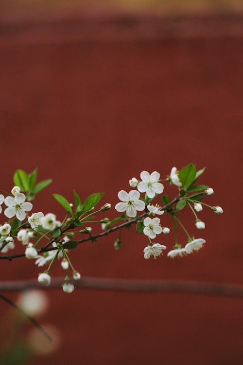 Prunus branch with small blossoming flowers with pleasant aroma and green leaves in summer garden