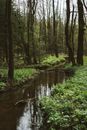 Morass reflecting trees in forest in daytime