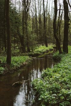 Morass reflecting trees in forest in daytime