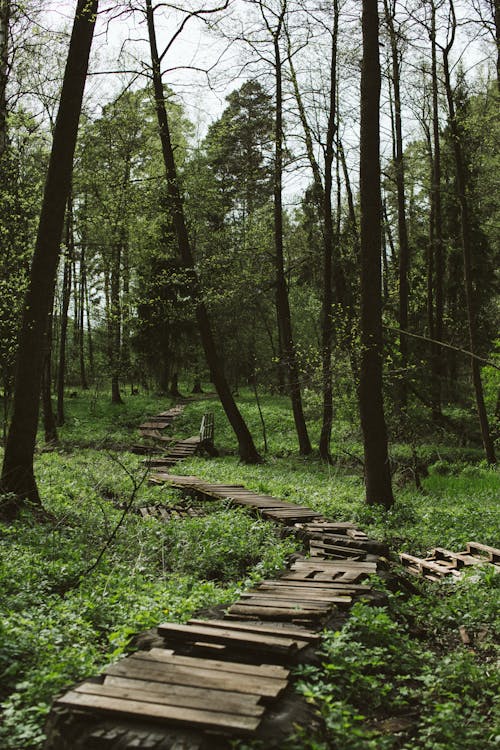 Shabby wooden path in lush forest