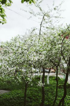 Verdant white cherry trees blossoming in abundant lush garden on clear spring day