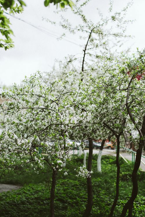 Free Verdant white cherry trees blossoming in abundant lush garden on clear spring day Stock Photo