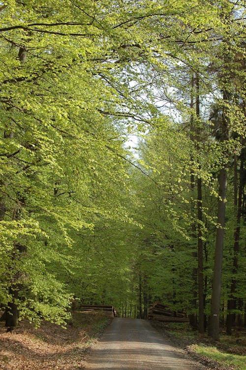 Imagine de stoc gratuită din cale în pădure, copaci pădure, poiană