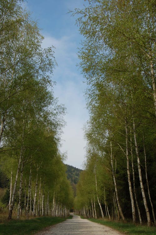 Free stock photo of avenue, birch, blue sky