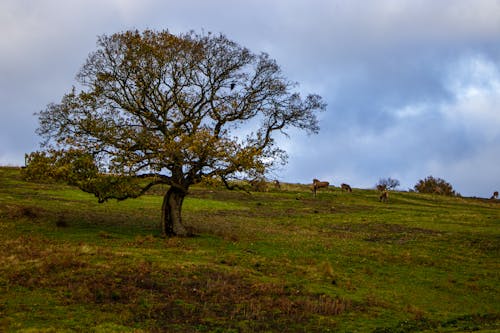 Gratis lagerfoto af efterår, efterår farve, efterårsfarver