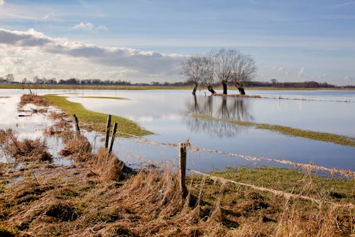 Kostenloses Stock Foto zu bäume, feld, feuchtgebiet