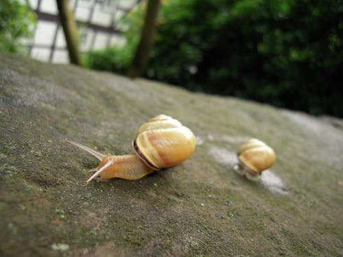 Free stock photo of snail, snail shell