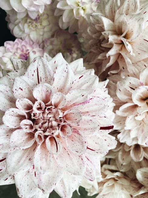 Close-up of delicate white chrysanthemums in full bloom, showcasing their intricate petals.
