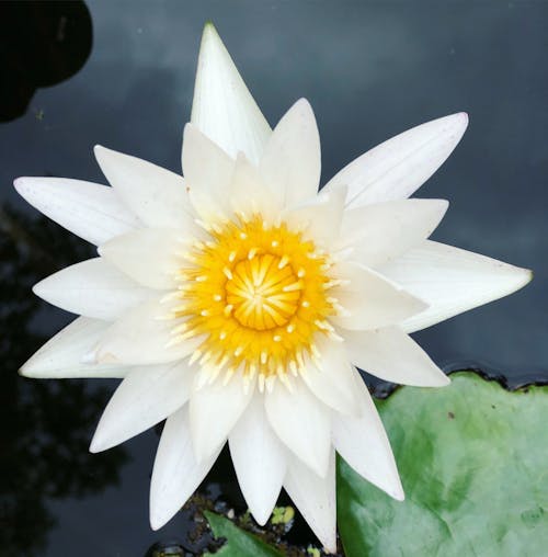 Free Close-Up Shot of Water Lily in Bloom Stock Photo