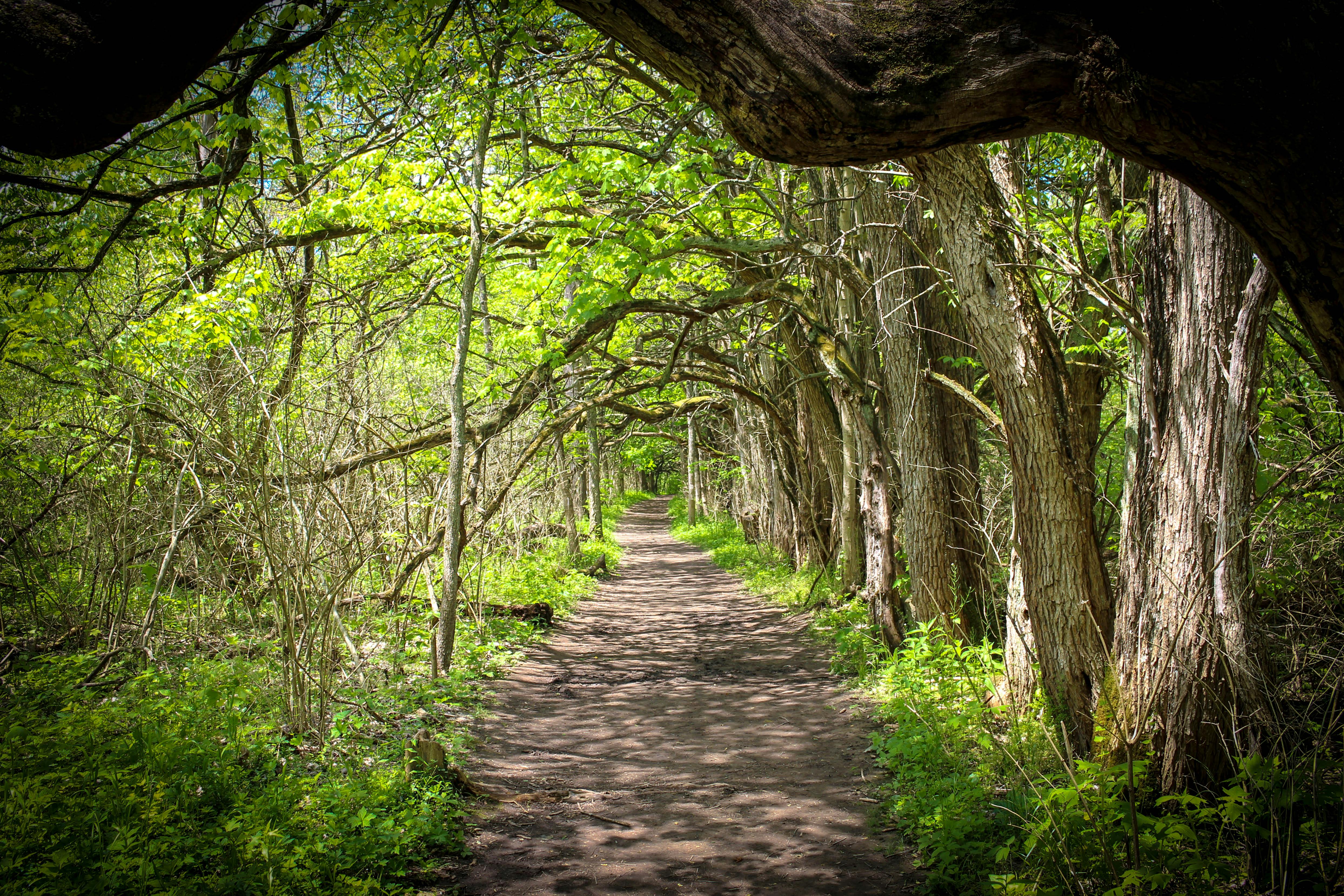 DuPage Forest Preserve executive director leaving for city manager job in Florida — Photo by Phil on Pexels