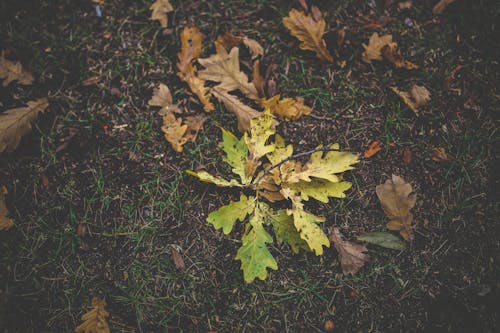 Free Dirty autumn leaves Stock Photo