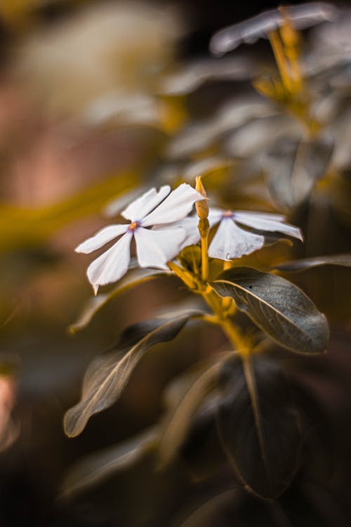 Close-Up Shot of White Flowers