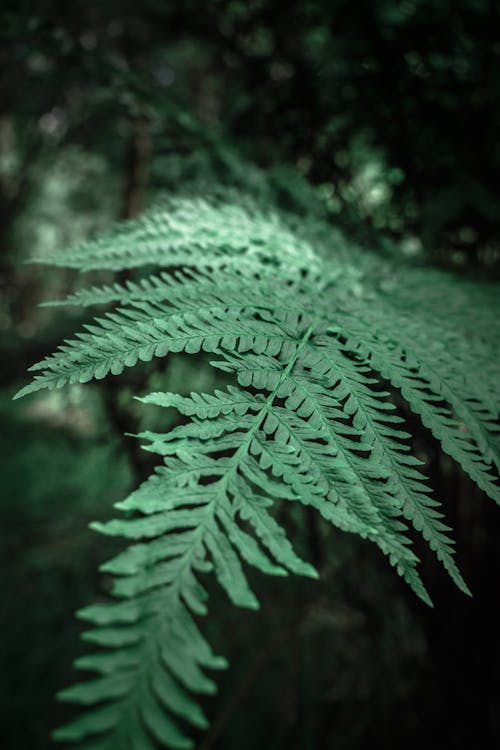 Close-Up Shot of Leaves