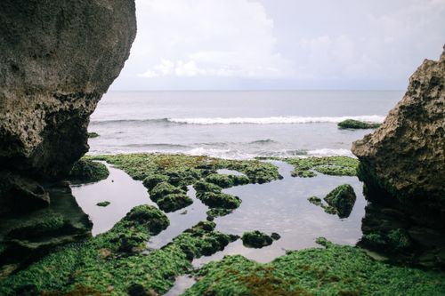 Free A serene coastal scene featuring rocky shores, abundant seaweed, and gentle waves during summer. Stock Photo