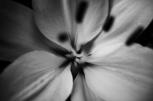 Základová fotografie zdarma na téma abstraktní, botanický, černobílý