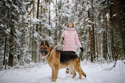 Photos gratuites de animal de compagnie, berger allemand, chien