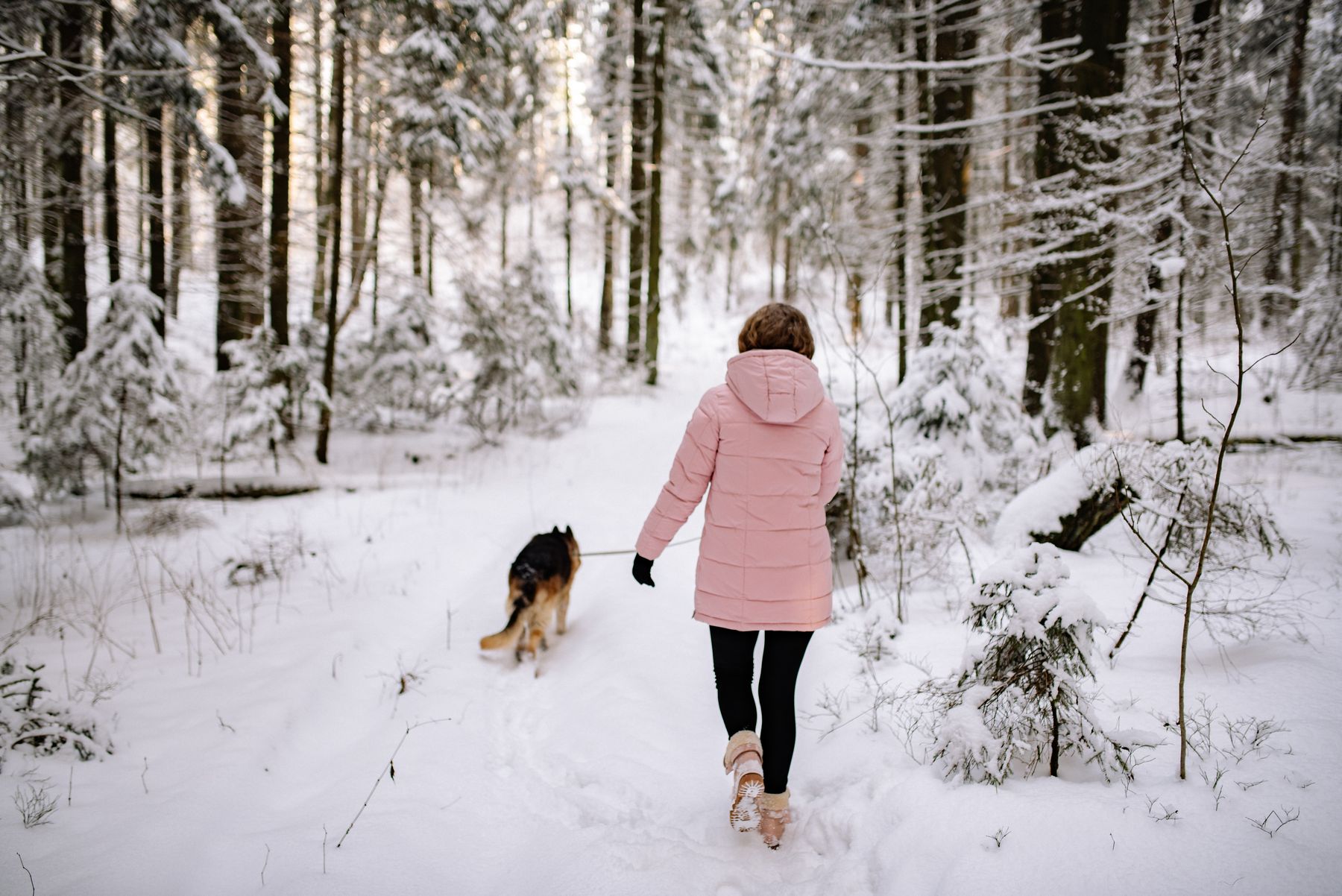 A woman in a pink puffer walking a German shepherd through a snowy forest