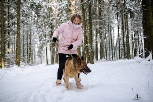 Photos gratuites de animal de compagnie, berger allemand, chien