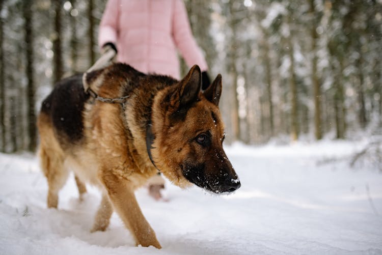 Dog Walking With Owner In Snow Forest