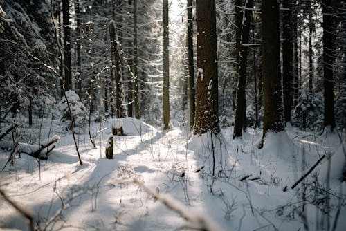 Photos gratuites de arbres, forêt, froid