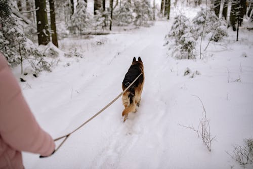 Ingyenes stockfotó gyalogló, hó, hóval borított témában