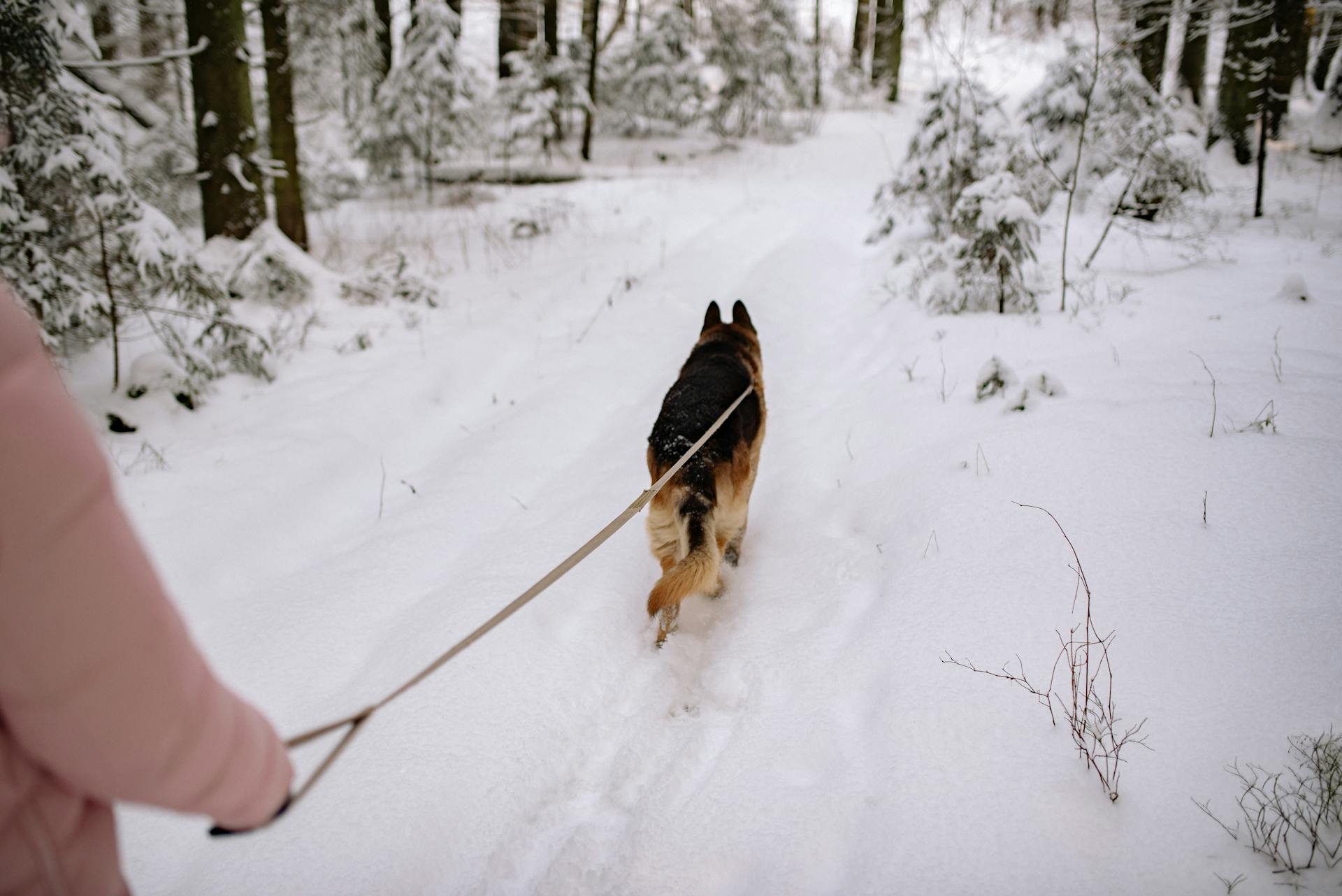 Person som går ut med hunden på snötäckt mark