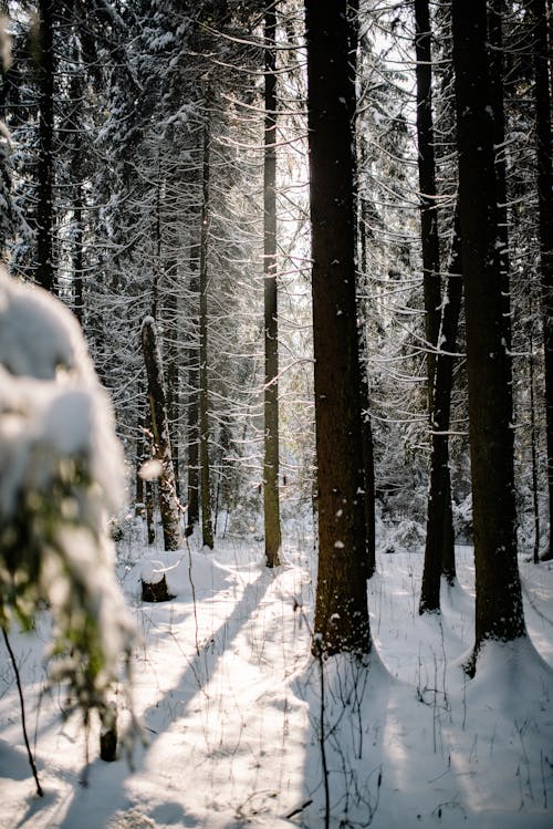 Gratis stockfoto met bomen, Bos, kou