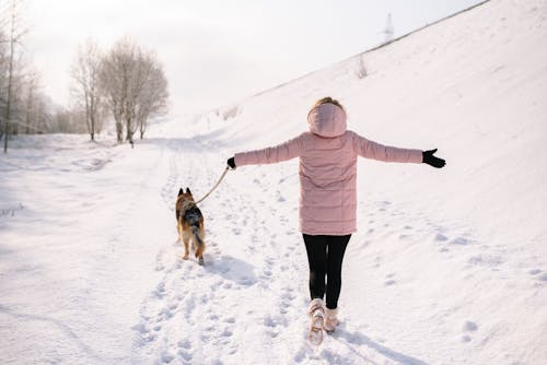 Gratis Immagine gratuita di animale, cane, coperto di neve Foto a disposizione